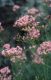 Wandern Piemonte - Centranthus angustifolius